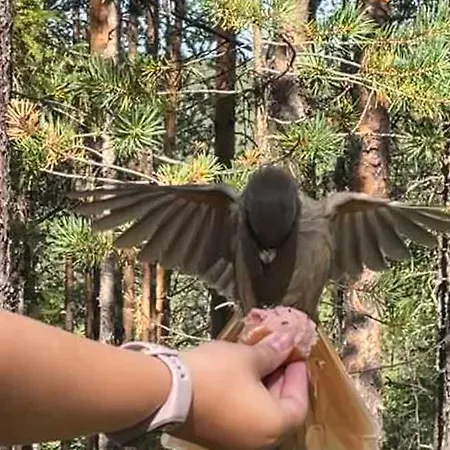 Σαλέ Rantakelo *